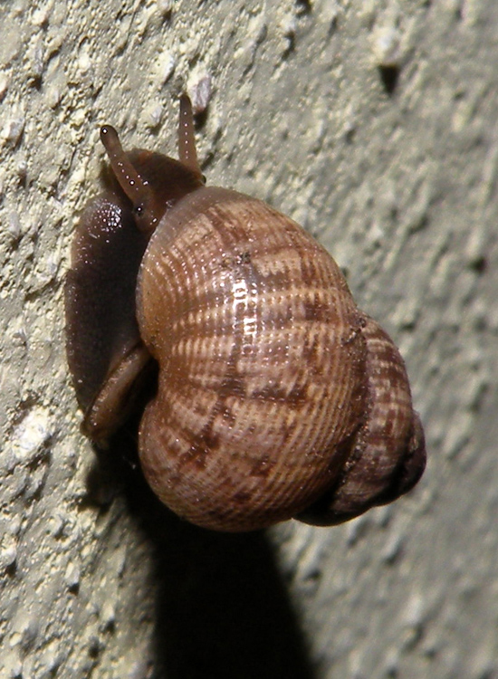 Pomatias elegans come  veramente